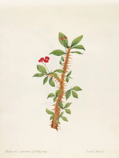 Plants drawn by Miss Brooks from living specimens Pl.12, Mary Ann Brooks