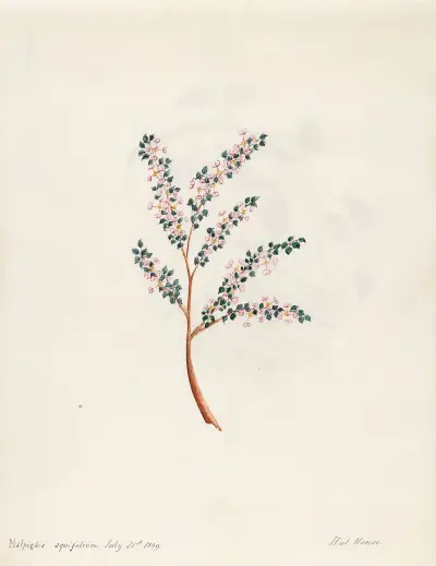Plants drawn by Miss Brooks from living specimens Pl.16, Mary Ann Brooks