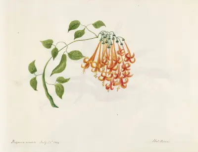 Plants drawn by Miss Brooks from living specimens Pl.17, Mary Ann Brooks
