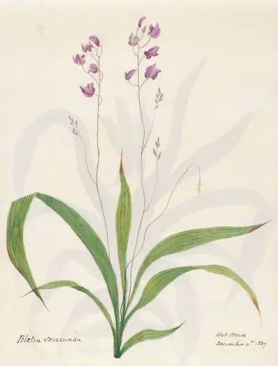 Plants drawn by Miss Brooks from living specimens Pl.20, Mary Ann Brooks