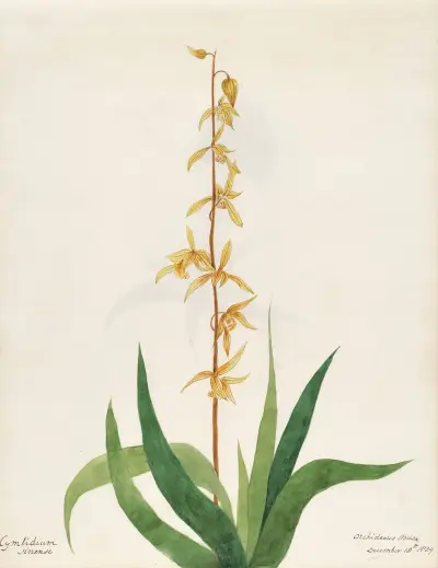 Plants drawn by Miss Brooks from living specimens Pl.22, Mary Ann Brooks