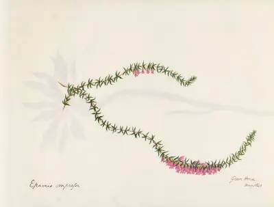 Plants drawn by Miss Brooks from living specimens Pl.24, Mary Ann Brooks