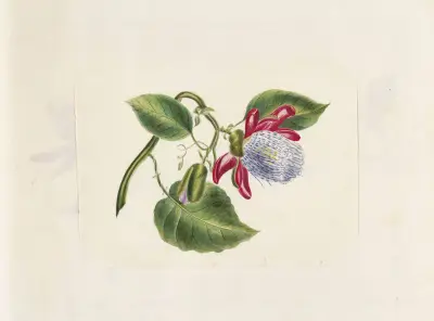 Plants drawn by Miss Brooks from living specimens Pl.31, Mary Ann Brooks