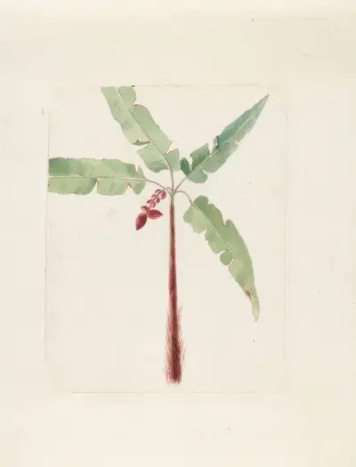 Plants drawn by Miss Brooks from living specimens Pl.34, Mary Ann Brooks