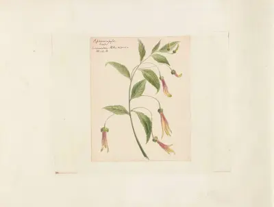 Plants drawn by Miss Brooks from living specimens Pl.40, Mary Ann Brooks