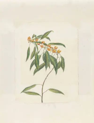 Plants drawn by Miss Brooks from living specimens Pl.41, Mary Ann Brooks