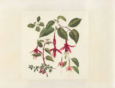 Plants drawn by Miss Brooks from living specimens Pl.44, Mary Ann Brooks