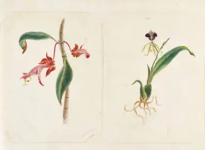 Plants drawn by Miss Brooks from living specimens Pl.45, Mary Ann Brooks