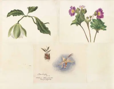 Plants drawn by Miss Brooks from living specimens Pl.46, Mary Ann Brooks