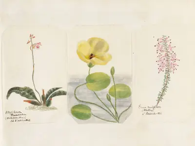 Plants drawn by Miss Brooks from living specimens Pl.47, Mary Ann Brooks