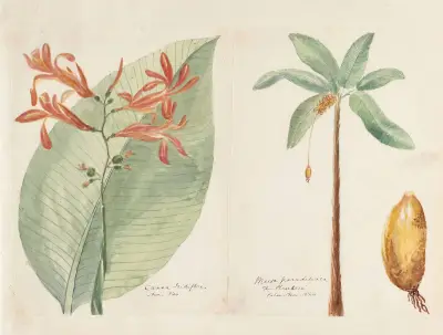 Plants drawn by Miss Brooks from living specimens Pl.51, Mary Ann Brooks