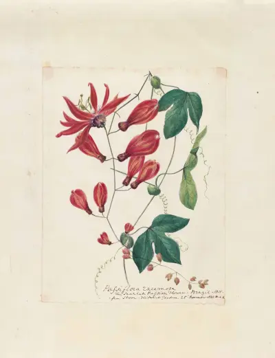 Plants drawn by Miss Brooks from living specimens Pl.52, Mary Ann Brooks