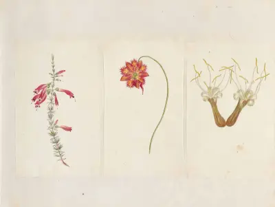 Plants drawn by Miss Brooks from living specimens Pl.53, Mary Ann Brooks