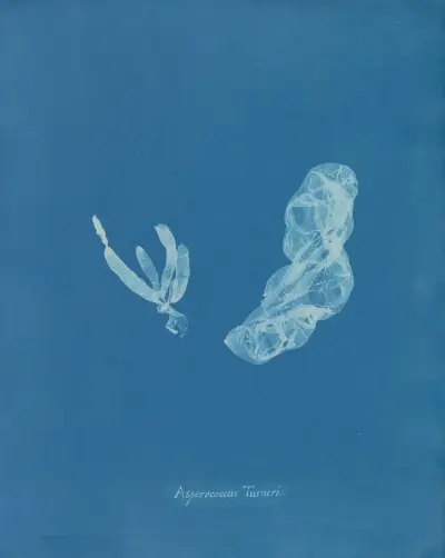 Asperococcus Turneri. av Anna Atkins