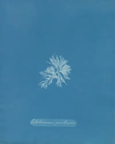 Callithamnion gracillimum av Anna Atkins