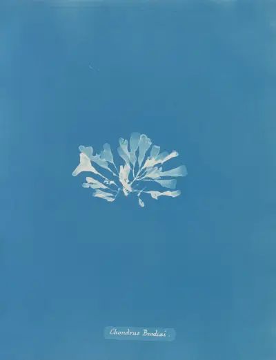 Chondrus Brodiæi von Anna Atkins