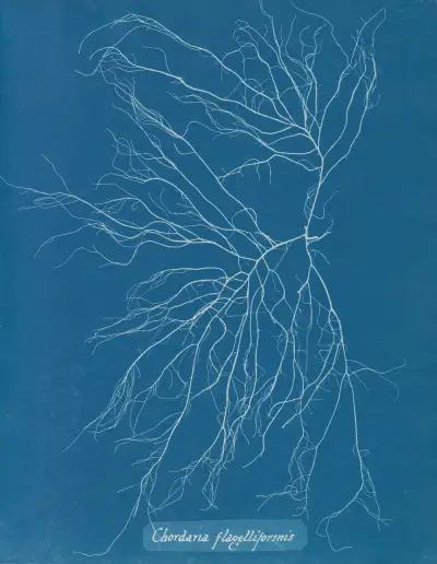 Chordaria flagelliformis, 1843 – nr 2 av Anna Atkins