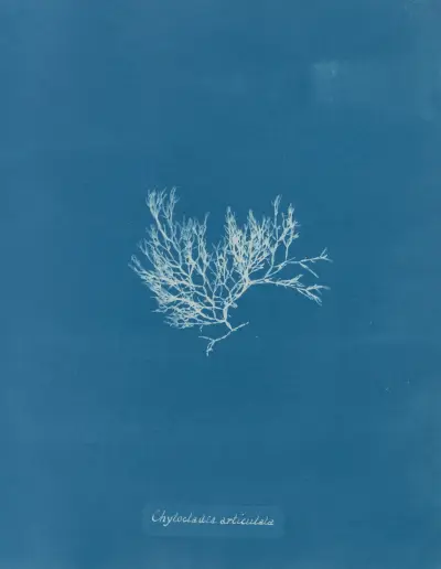 Chylocladia articulata av Anna Atkins