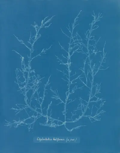 Chylocladia kaliformis (in fruit), 1843 – nr 1 av Anna Atkins