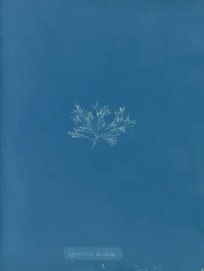 Cystoseira barbata. av Anna Atkins