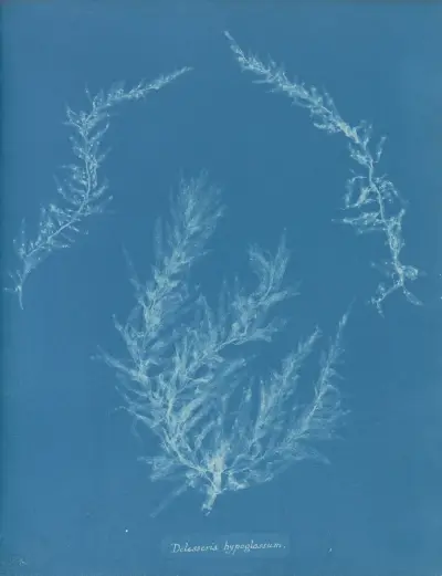 Delesseria hypoglossum. av Anna Atkins