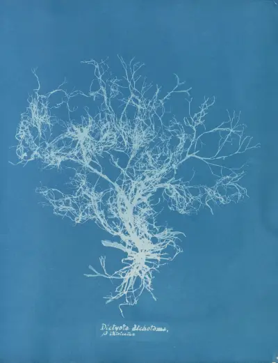 Dictyota dichotoma, β intricata av Anna Atkins
