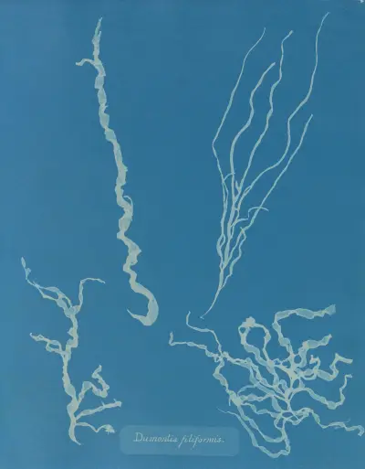 Dumontia filiformis, Anna Atkins