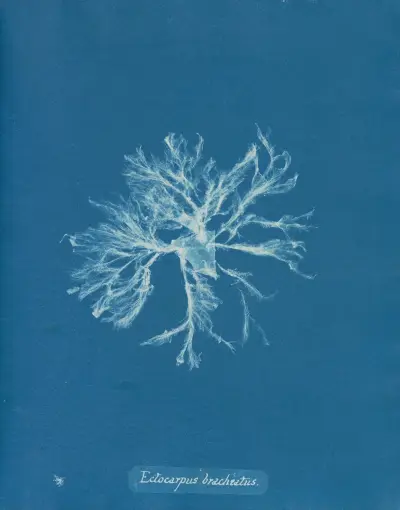 Ectocarpus brachiatus av Anna Atkins
