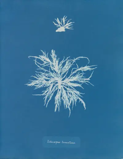 Ectocarpus tomentosus av Anna Atkins