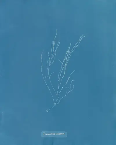Elaionema villosum von Anna Atkins