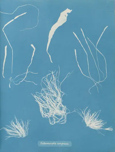 Enteromorpha compressa av Anna Atkins