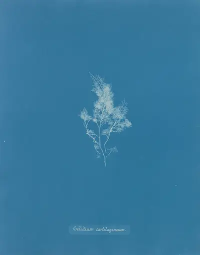 Gelidium cartilagineum av Anna Atkins