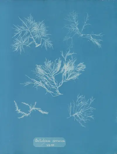 Gelidium corneum vars. av Anna Atkins