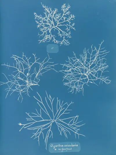 Gigartina acicularis, a. in fine fruit von Anna Atkins
