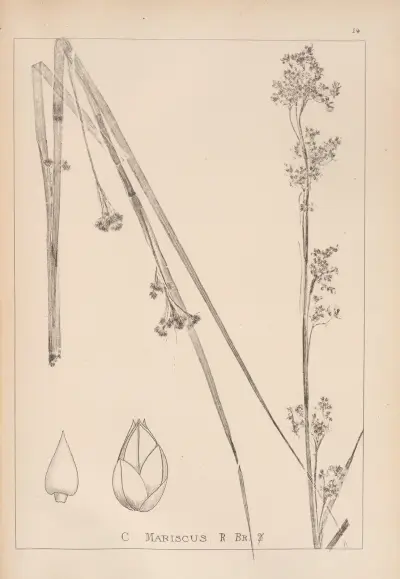 Herbier de la flore française Pl.1185 av Louis Antoine Cusin