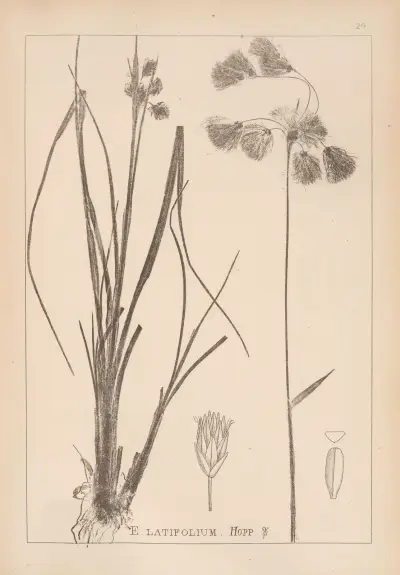 Herbier de la flore française Pl.1191 av Louis Antoine Cusin