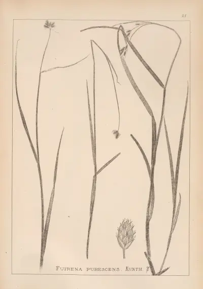 Herbier de la flore française Pl.1192 av Louis Antoine Cusin