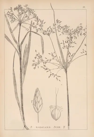 Herbier de la flore française Pl.1194 av Louis Antoine Cusin