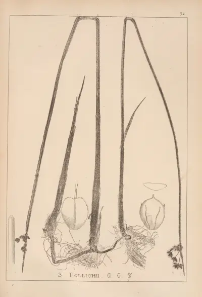 Herbier de la flore française Pl.1205 av Louis Antoine Cusin