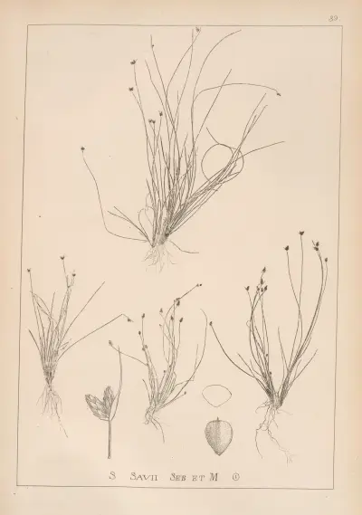 Herbier de la flore française Pl.1210 av Louis Antoine Cusin