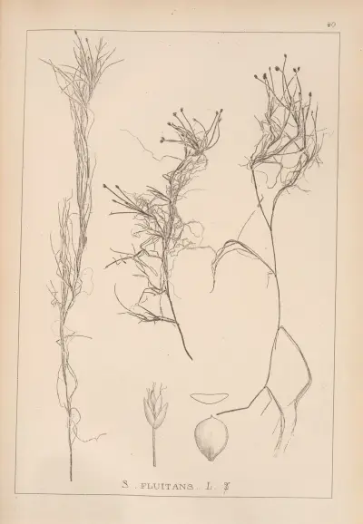 Herbier de la flore française Pl.1211 av Louis Antoine Cusin