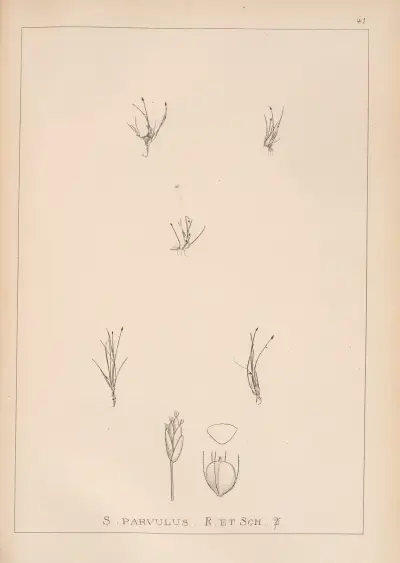 Herbier de la flore française Pl.1212 av Louis Antoine Cusin