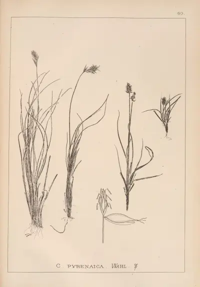 Herbier de la flore française Pl.1231 av Louis Antoine Cusin