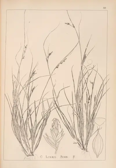 Herbier de la flore française Pl.1259 av Louis Antoine Cusin
