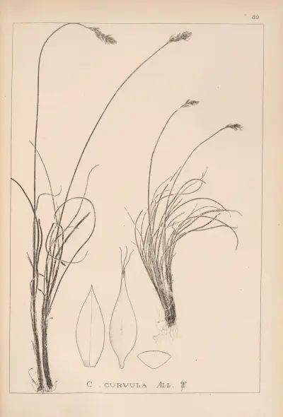 Herbier de la flore française Pl.1260 av Louis Antoine Cusin
