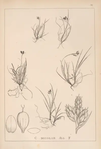Herbier de la flore française Pl.1262 av Louis Antoine Cusin