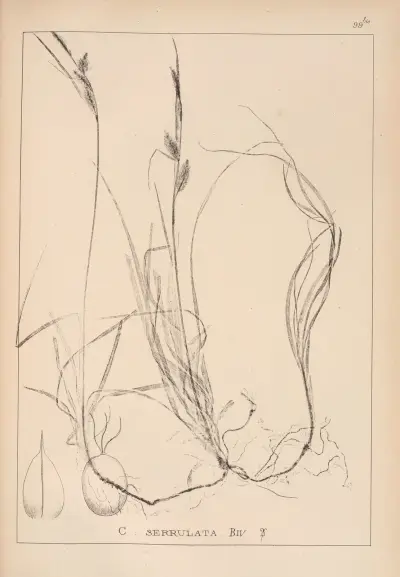 Herbier de la flore française Pl.1271 av Louis Antoine Cusin