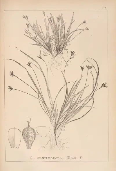 Herbier de la flore française Pl.1301 av Louis Antoine Cusin