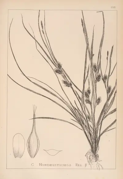 Herbier de la flore française Pl.1311 av Louis Antoine Cusin