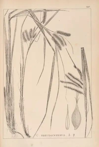 Herbier de la flore française Pl.1322 av Louis Antoine Cusin